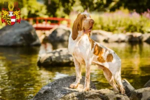 Mehr über den Artikel erfahren Bracco Italiano Züchter und Welpen in Kärnten