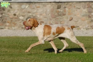 Mehr über den Artikel erfahren Bracco Italiano Züchter und Welpen in Midtjylland