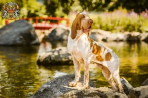 Mehr über den Artikel erfahren Bracco Italiano Züchter und Welpen in Prag