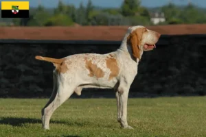 Mehr über den Artikel erfahren Bracco Italiano Züchter und Welpen in Sachsen-Anhalt