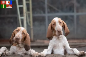 Mehr über den Artikel erfahren Bracco Italiano Züchter und Welpen in Südböhmen