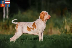 Mehr über den Artikel erfahren Bracco Italiano Züchter und Welpen in Südmähren