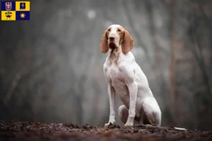 Mehr über den Artikel erfahren Bracco Italiano Züchter und Welpen in Zlín