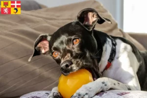 Mehr über den Artikel erfahren Brasilianischer Terrier Züchter und Welpen in Auvergne-Rhône-Alpes