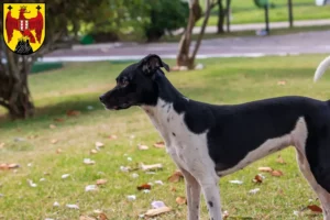 Mehr über den Artikel erfahren Brasilianischer Terrier Züchter und Welpen im Burgenland