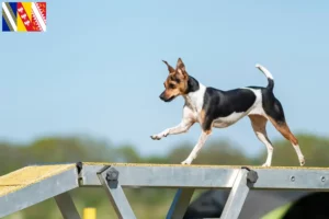 Mehr über den Artikel erfahren Brasilianischer Terrier Züchter und Welpen in Grand Est