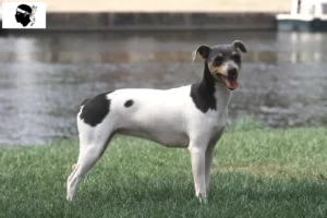 Mehr über den Artikel erfahren Brasilianischer Terrier Züchter und Welpen auf Korsika