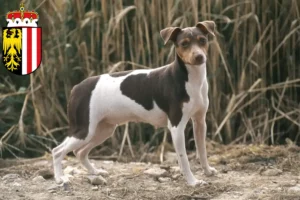 Mehr über den Artikel erfahren Brasilianischer Terrier Züchter und Welpen in Oberösterreich