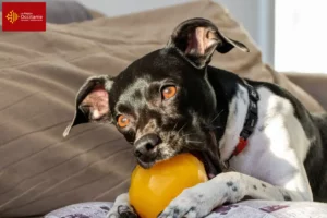 Mehr über den Artikel erfahren Brasilianischer Terrier Züchter und Welpen in Okzitanien