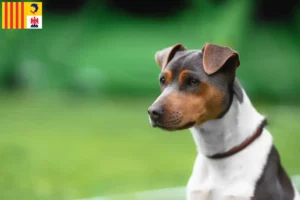 Mehr über den Artikel erfahren Brasilianischer Terrier Züchter und Welpen in der Provence-Alpes-Côte d’Azur