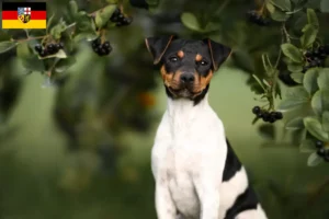 Mehr über den Artikel erfahren Brasilianischer Terrier Züchter und Welpen im Saarland