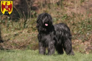 Mehr über den Artikel erfahren Briard Züchter und Welpen im Burgenland