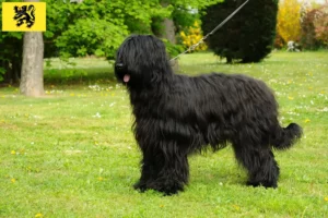 Mehr über den Artikel erfahren Briard Züchter und Welpen in Flandern