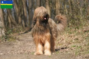 Mehr über den Artikel erfahren Briard Züchter und Welpen in Flevoland