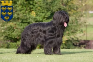 Mehr über den Artikel erfahren Briard Züchter und Welpen in Niederösterreich