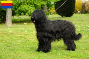 Mehr über den Artikel erfahren Briard Züchter und Welpen in Nordholland