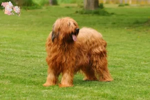 Mehr über den Artikel erfahren Briard Züchter und Welpen in Syddanmark