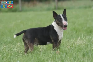 Mehr über den Artikel erfahren Bull Terrier Züchter und Welpen in Bourgogne-Franche-Comté