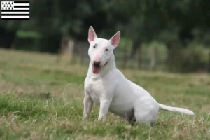 Mehr über den Artikel erfahren Bull Terrier Züchter und Welpen in der Bretagne