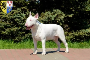 Mehr über den Artikel erfahren Bull Terrier Züchter und Welpen in Hauts-de-France