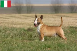 Mehr über den Artikel erfahren Bull Terrier Züchter und Welpen in Italien