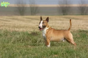 Mehr über den Artikel erfahren Bull Terrier Züchter und Welpen in Midtjylland