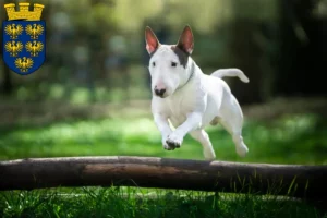 Mehr über den Artikel erfahren Bull Terrier Züchter und Welpen in Niederösterreich