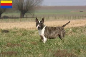 Mehr über den Artikel erfahren Bull Terrier Züchter und Welpen in Nordholland