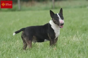 Mehr über den Artikel erfahren Bull Terrier Züchter und Welpen in Okzitanien