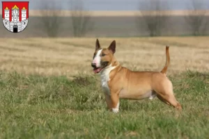 Mehr über den Artikel erfahren Bull Terrier Züchter und Welpen in Salzburg