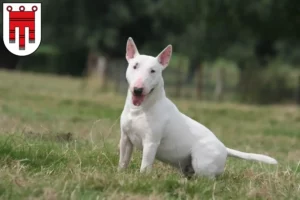 Mehr über den Artikel erfahren Bull Terrier Züchter und Welpen in Vorarlberg