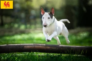 Mehr über den Artikel erfahren Bull Terrier Züchter und Welpen in Wallonische Region