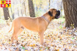 Mehr über den Artikel erfahren Bullmastiff Züchter und Welpen in Auvergne-Rhône-Alpes