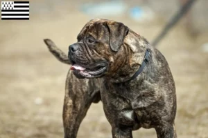 Mehr über den Artikel erfahren Bullmastiff Züchter und Welpen in der Bretagne