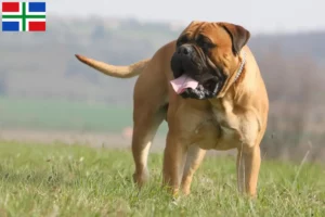 Mehr über den Artikel erfahren Bullmastiff Züchter und Welpen in Groningen