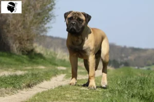 Mehr über den Artikel erfahren Bullmastiff Züchter und Welpen auf Korsika