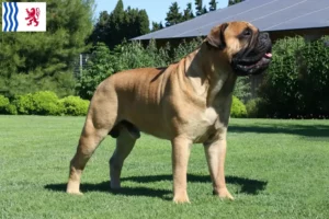 Mehr über den Artikel erfahren Bullmastiff Züchter und Welpen in Nouvelle-Aquitaine