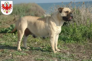 Mehr über den Artikel erfahren Bullmastiff Züchter und Welpen in Tirol