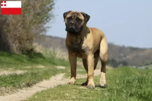 Mehr über den Artikel erfahren Bullmastiff Züchter und Welpen in Utrecht