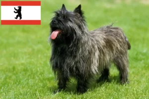 Mehr über den Artikel erfahren Cairn Terrier Züchter und Welpen in Berlin