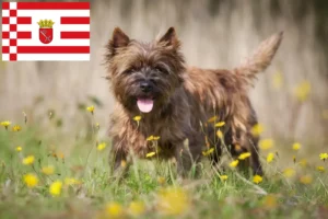 Mehr über den Artikel erfahren Cairn Terrier Züchter und Welpen in Bremen