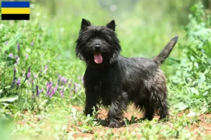 Mehr über den Artikel erfahren Cairn Terrier Züchter und Welpen in Gelderland