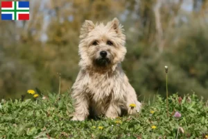 Mehr über den Artikel erfahren Cairn Terrier Züchter und Welpen in Groningen