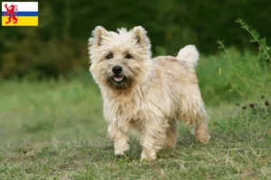 Mehr über den Artikel erfahren Cairn Terrier Züchter und Welpen in Limburg