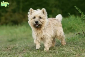 Mehr über den Artikel erfahren Cairn Terrier Züchter und Welpen in Midtjylland