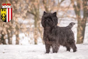 Mehr über den Artikel erfahren Cairn Terrier Züchter und Welpen in Oberösterreich