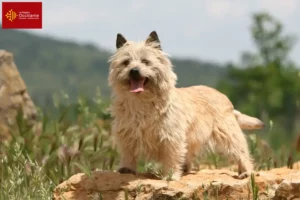 Mehr über den Artikel erfahren Cairn Terrier Züchter und Welpen in Okzitanien