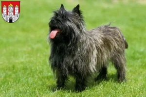 Mehr über den Artikel erfahren Cairn Terrier Züchter und Welpen in Salzburg