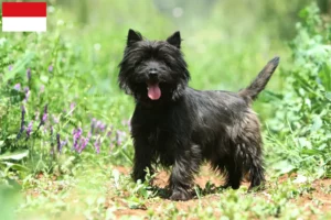 Mehr über den Artikel erfahren Cairn Terrier Züchter und Welpen in Wien