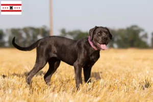 Mehr über den Artikel erfahren Cane Corso Italiano Züchter und Welpen in Drenthe